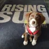Rising Sun Motors